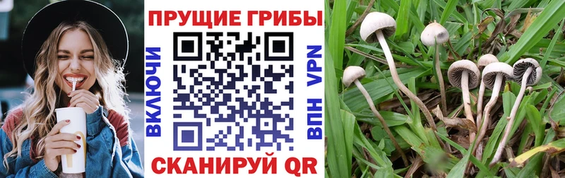 Псилоцибиновые грибы Magic Shrooms  где купить наркоту  hydra маркетплейс  Муром 
